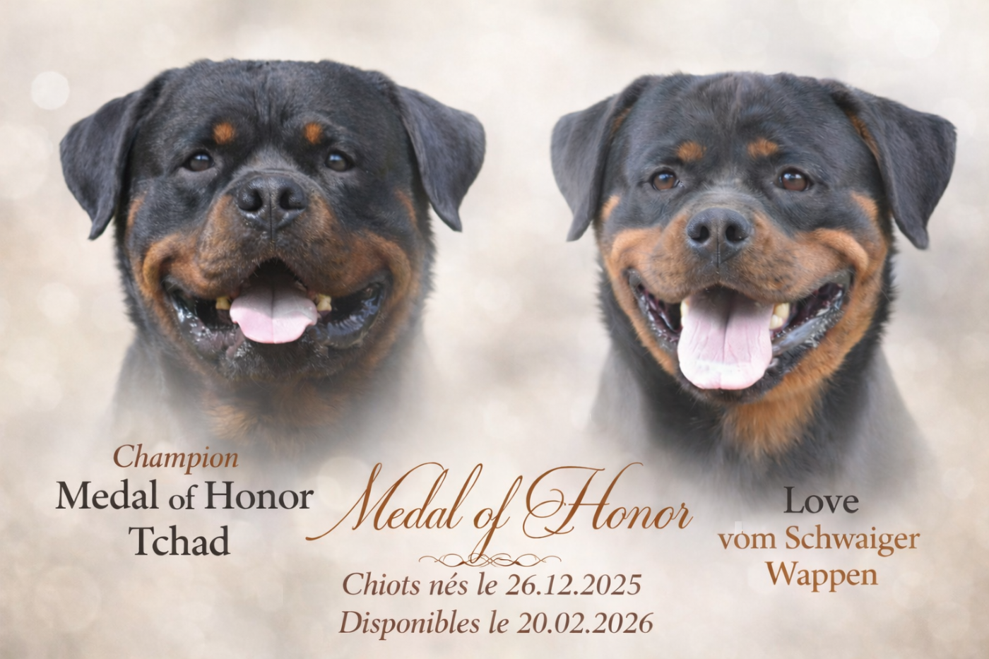 Chiots à réserver pour fin Février !