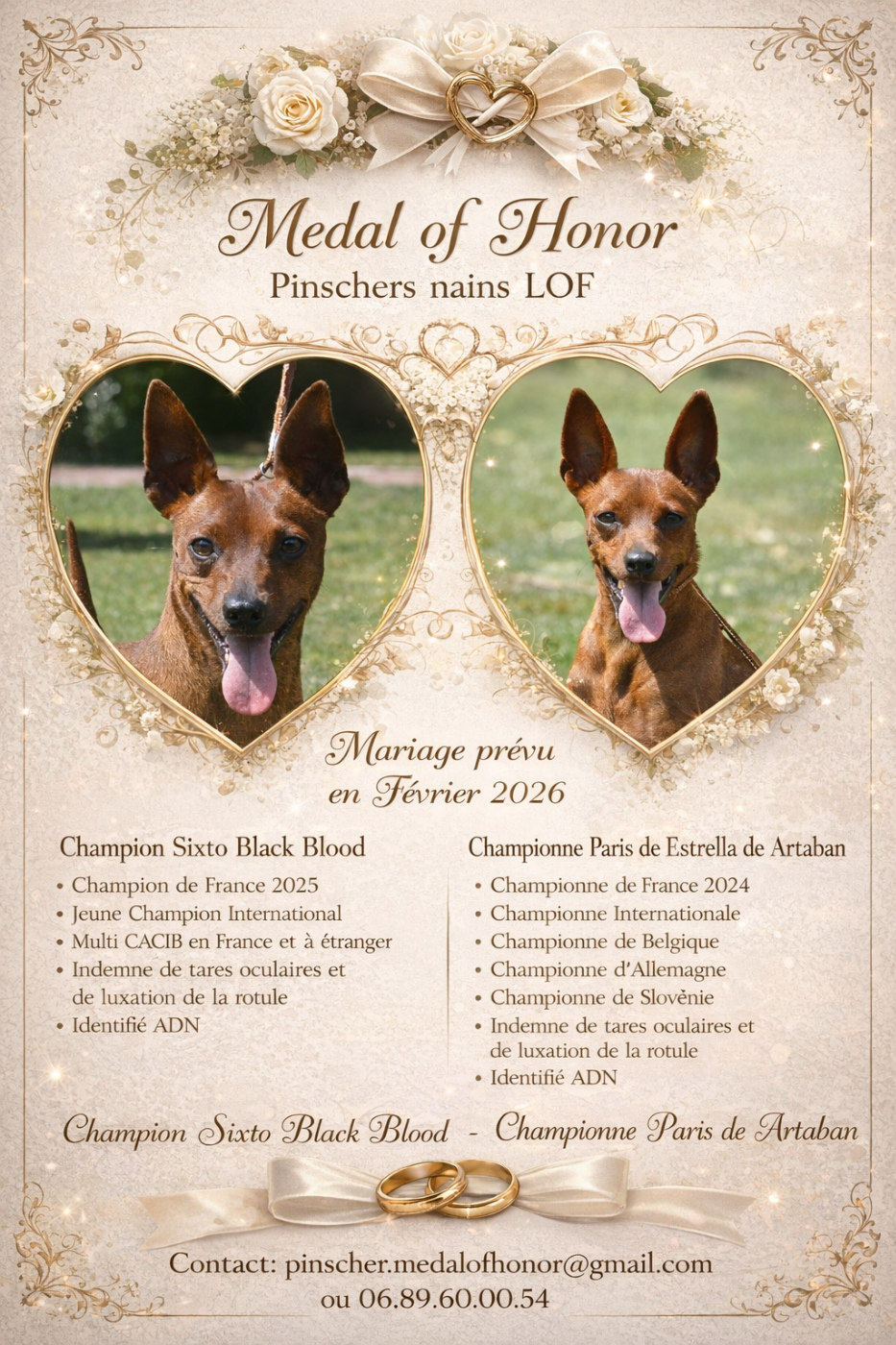 Chiots pinschers nains LOF attendus fin Avril !