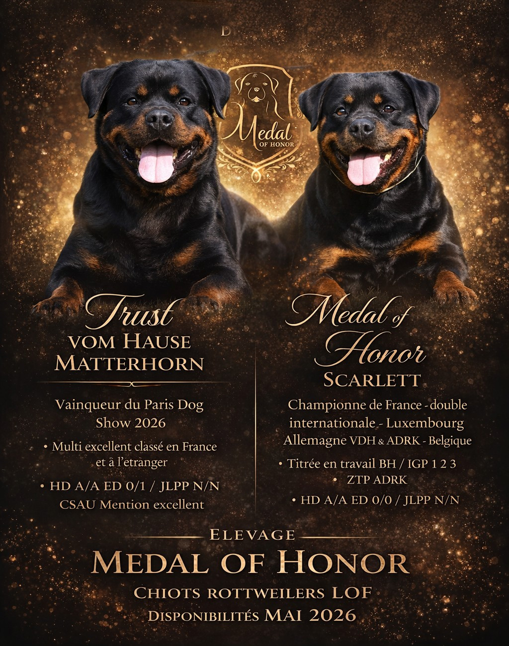 Chiots rottweilers LOF à réserver pour début Avril !