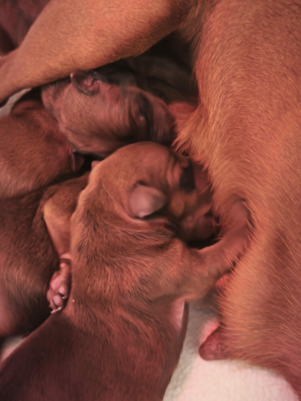 Ils sont nés ! Chiots pinschers nains à réserver pour fin Juin !