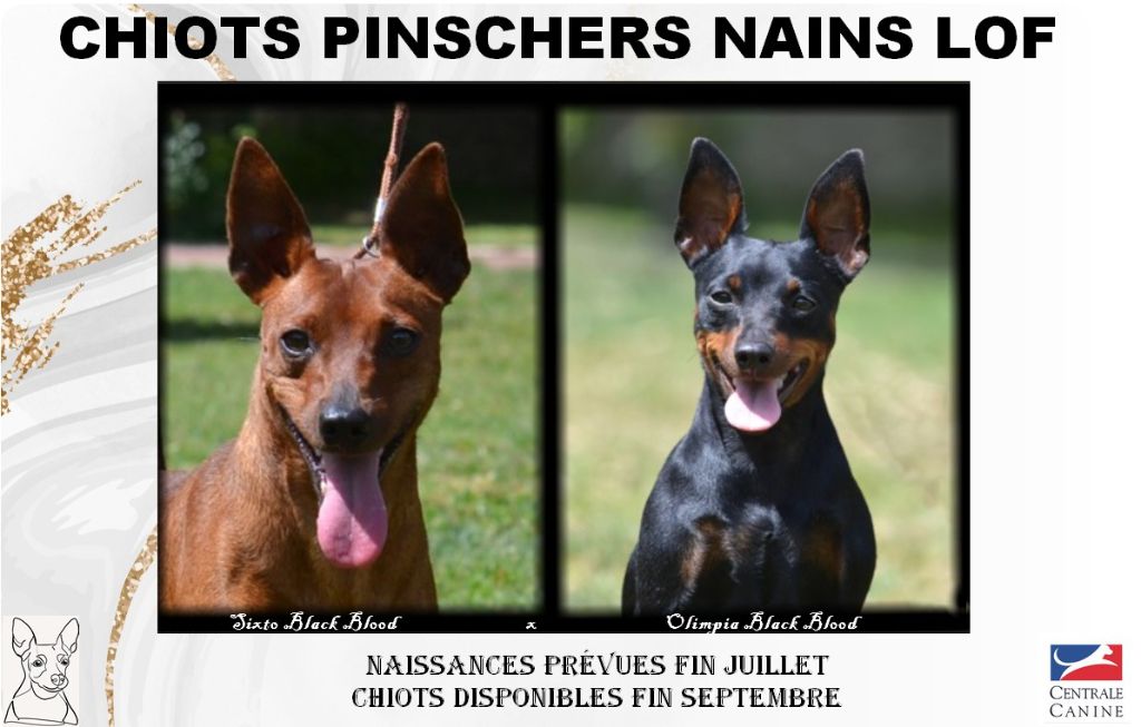BB Pinscher nain en vue ! 
