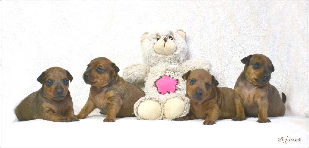 Chiots pinschers nains à réserver disponibles le 20 Septembre !