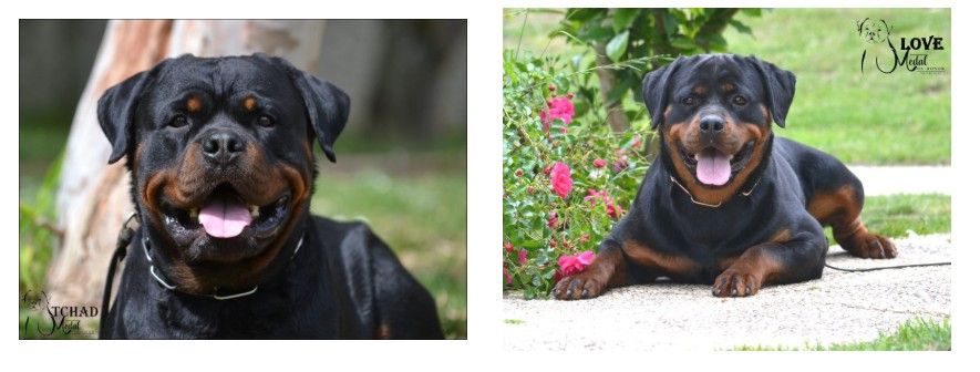 Chiots à réserver pour Décembre !