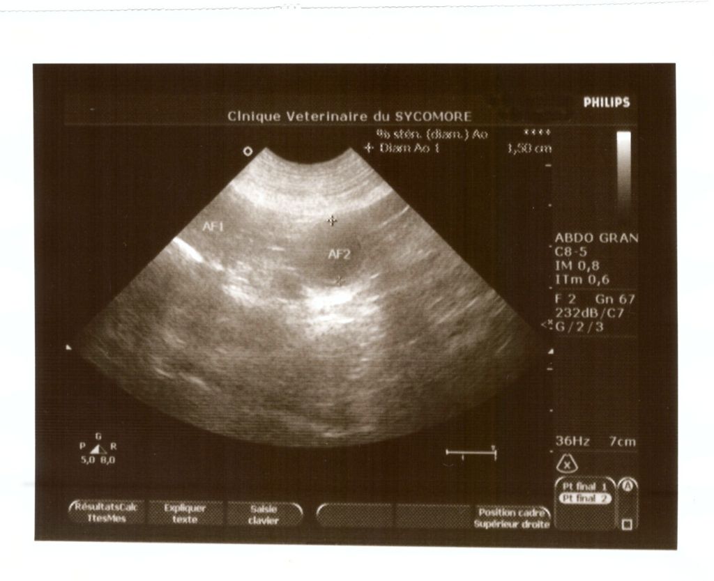 Gestation confirmée !