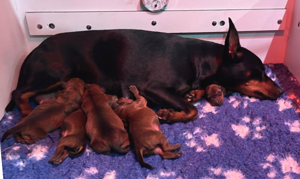 Medal of Honor - Chiots disponibles - Pinscher nain