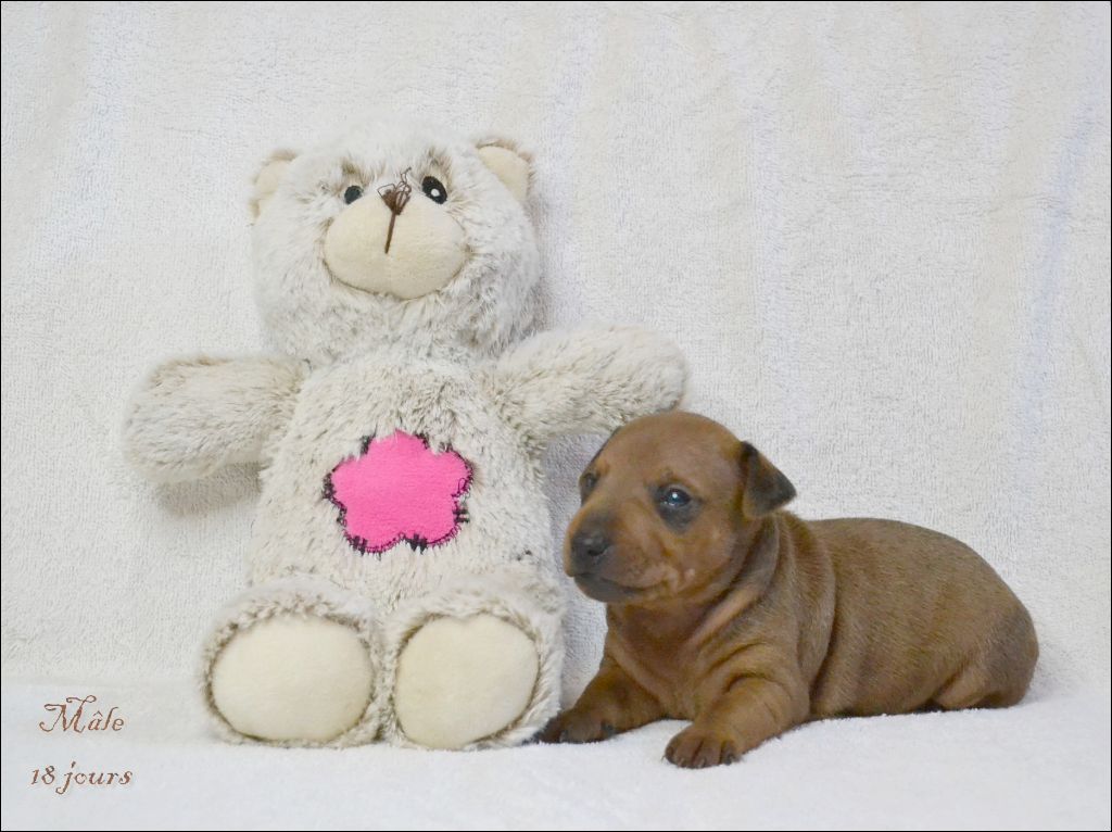 Medal of Honor - Chiots disponibles - Pinscher nain