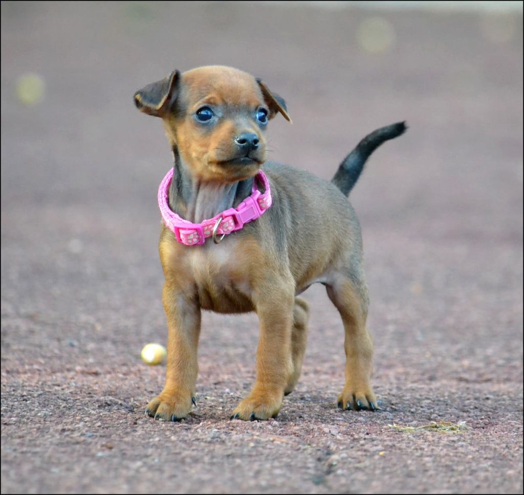 Medal of Honor - Pinscher nain - Portée née le 25/07/2025