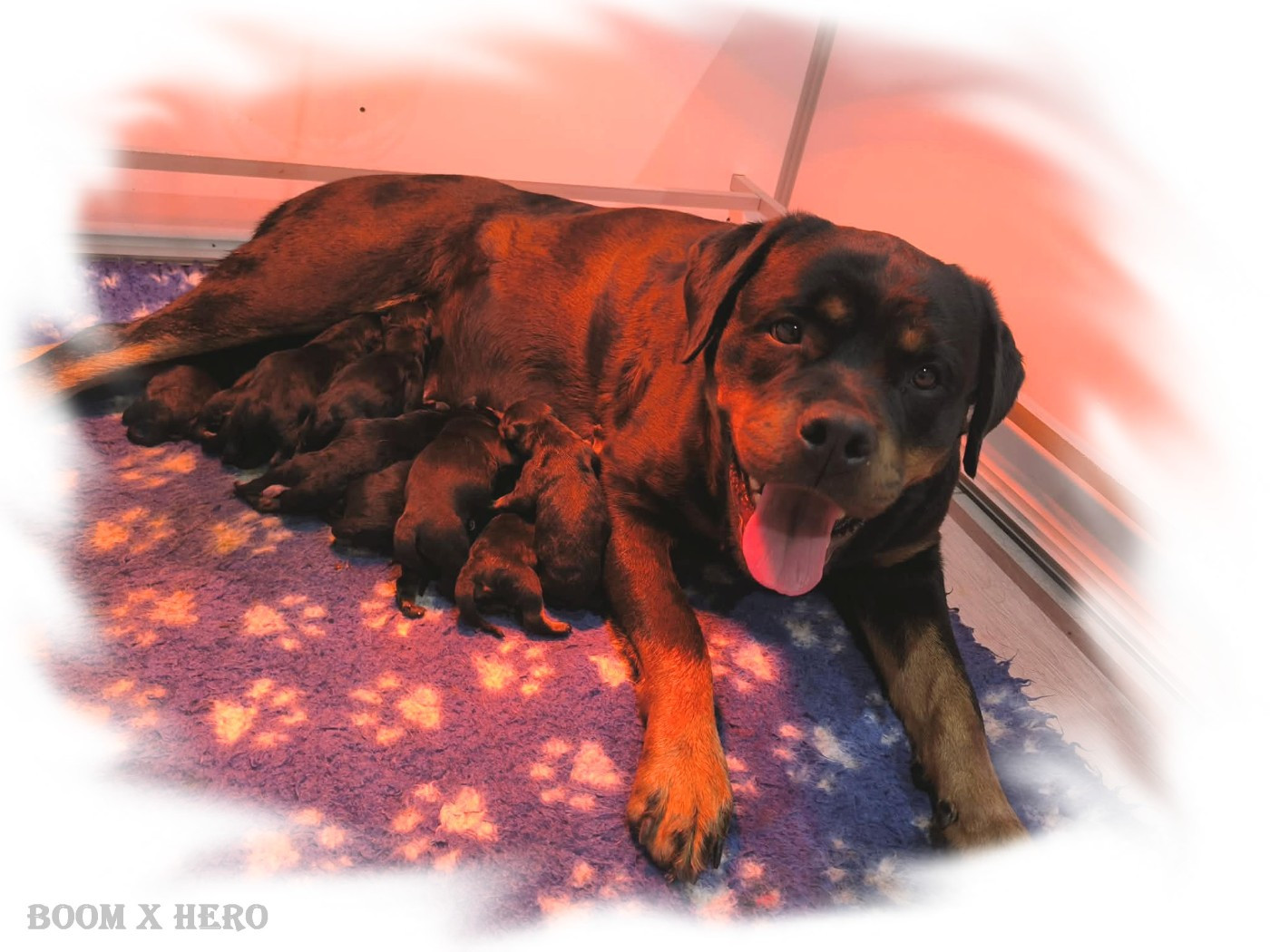 Medal of Honor - Rottweiler - Portée née le 21/12/2025