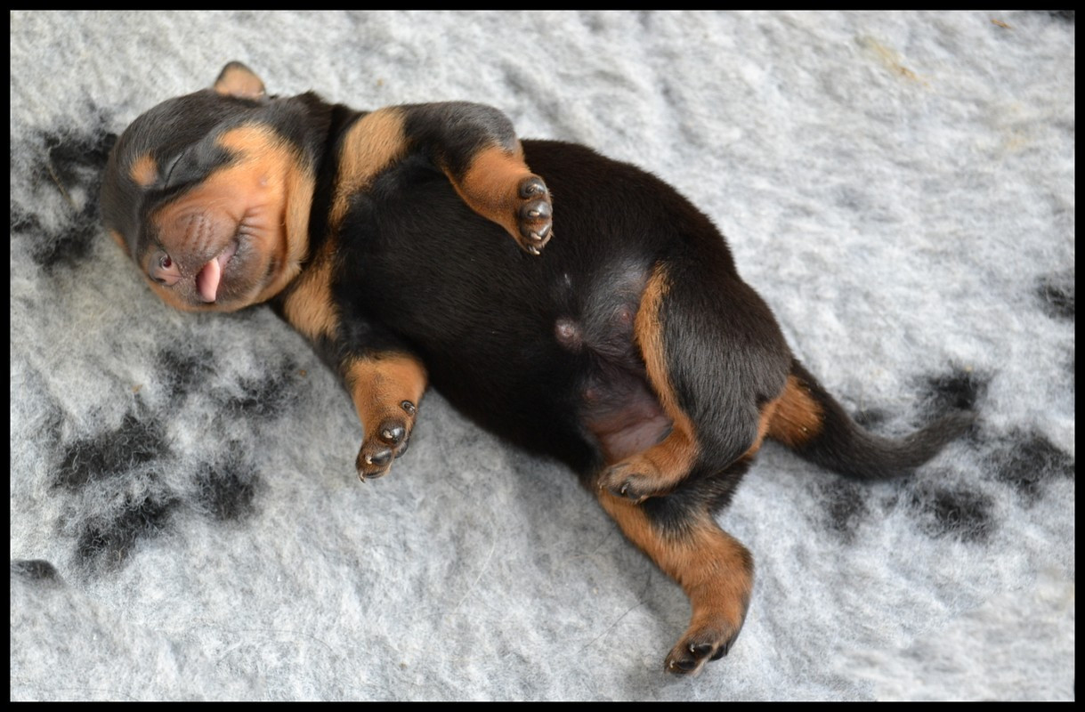 Medal of Honor - Chiots disponibles - Rottweiler