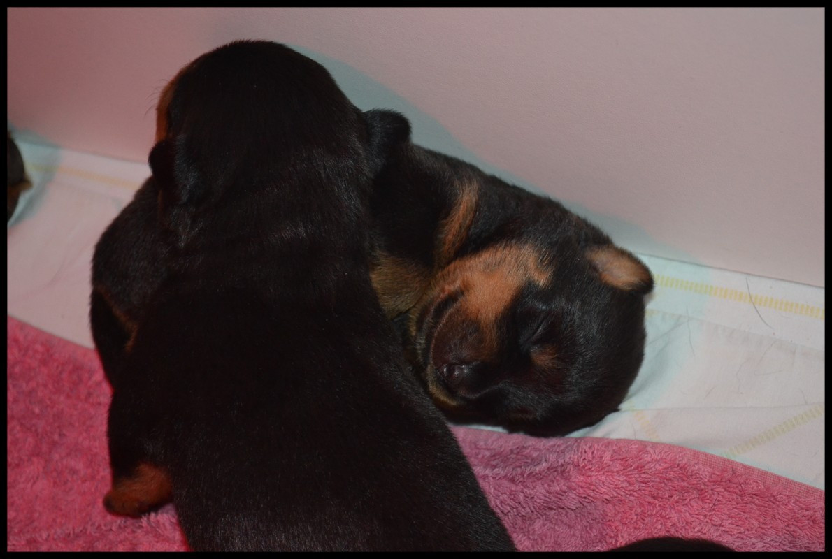 Medal of Honor - Chiots disponibles - Rottweiler