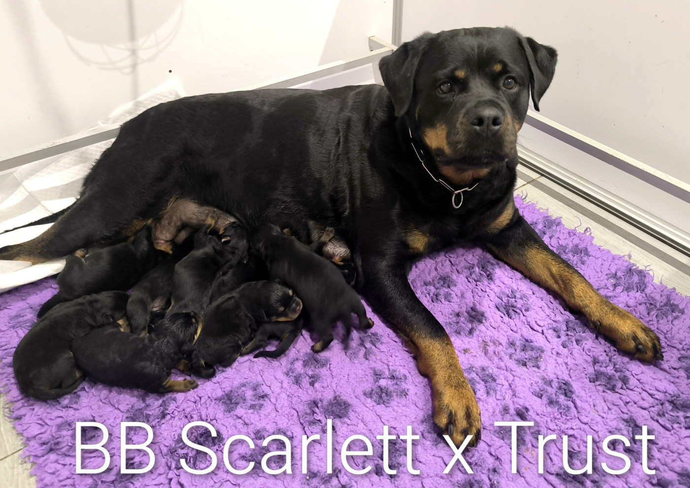 Chiot Rottweiler Medal of Honor