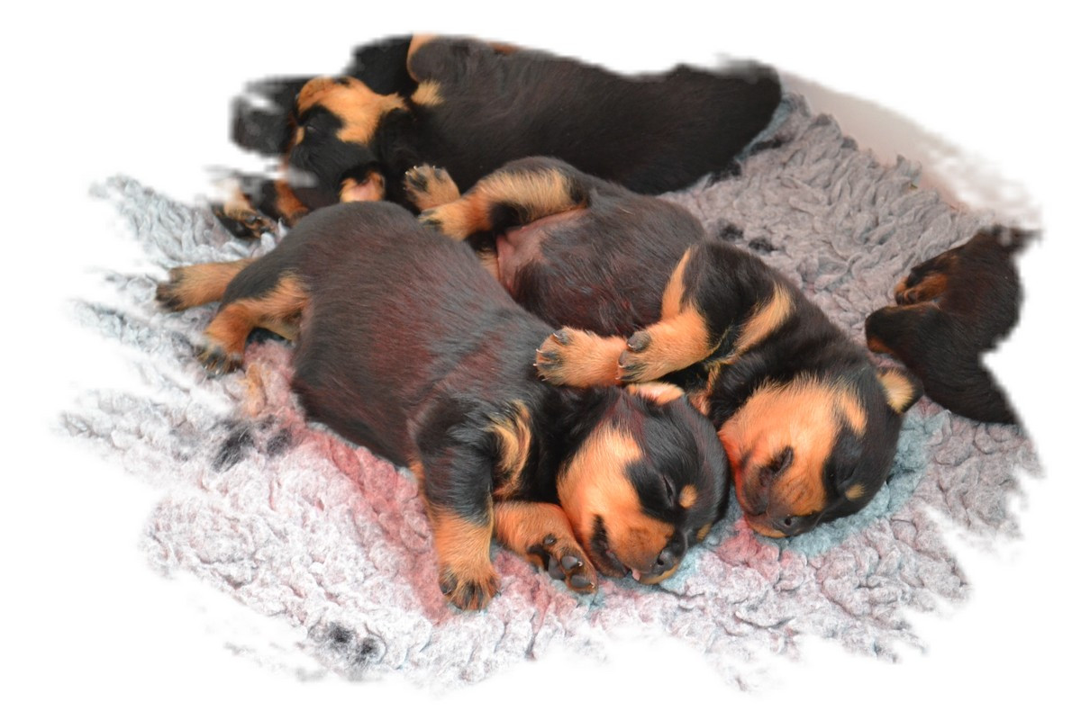 Medal of Honor - Chiots disponibles - Rottweiler