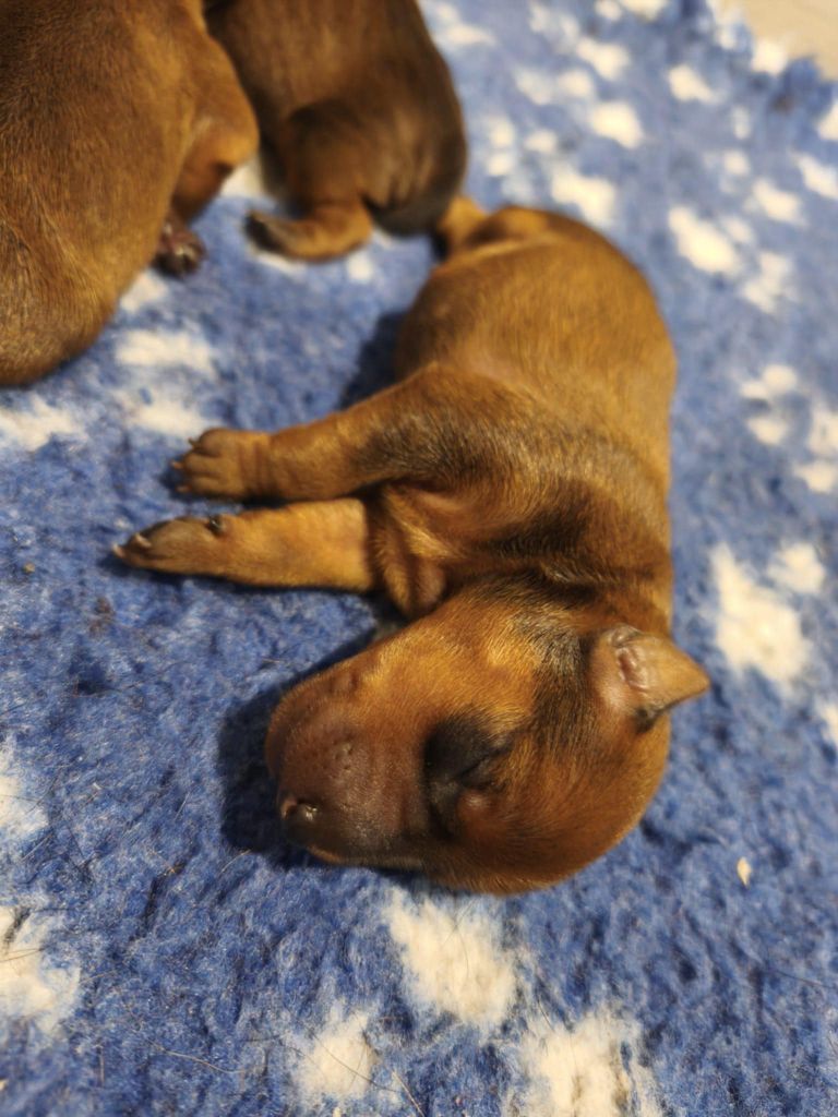 Medal of Honor - Chiots disponibles - Pinscher nain