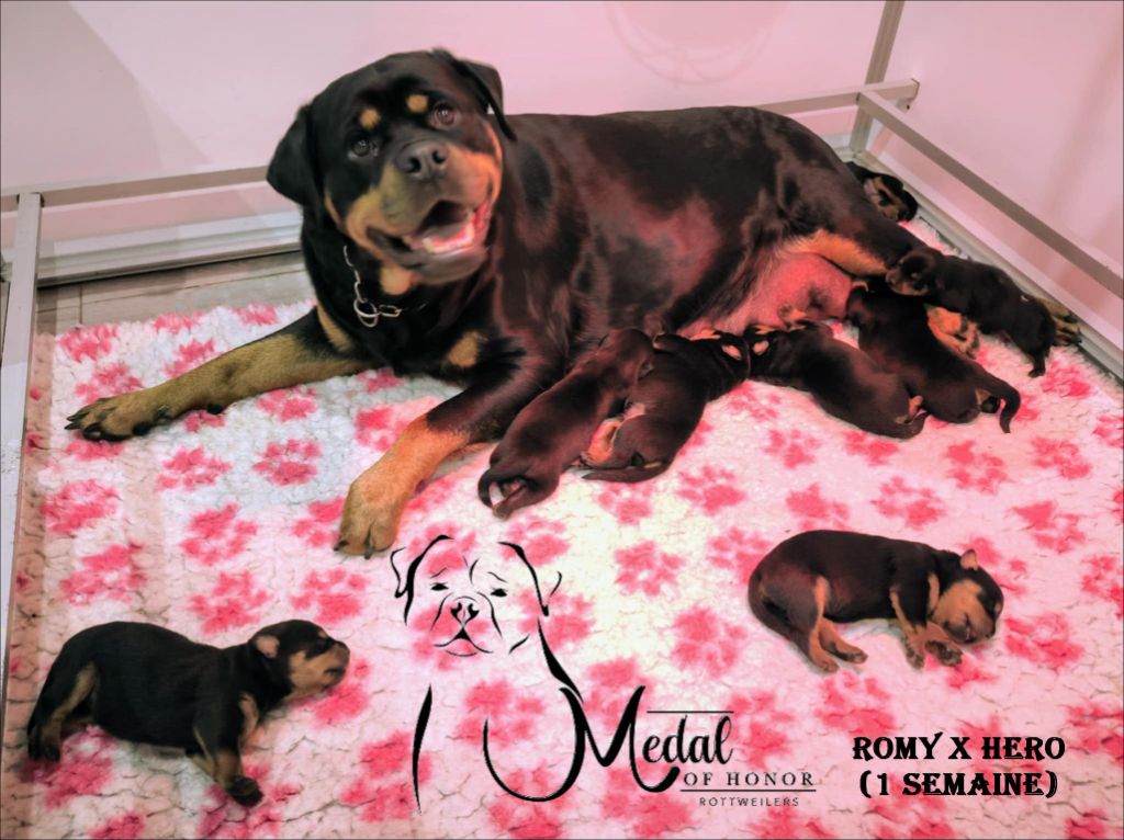 Chiot Rottweiler Medal of Honor