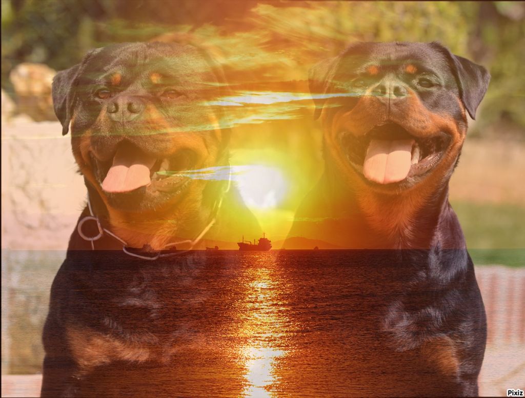 Chiot Rottweiler Medal of Honor