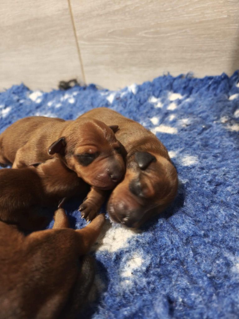 Medal of Honor - Chiots disponibles - Pinscher nain