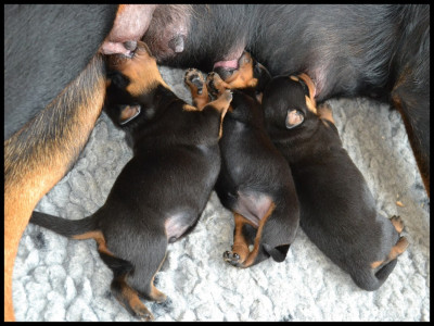 CHIOTS MALES