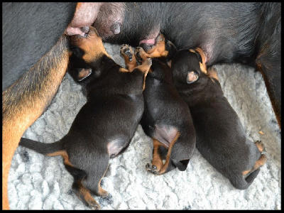 CHIOT