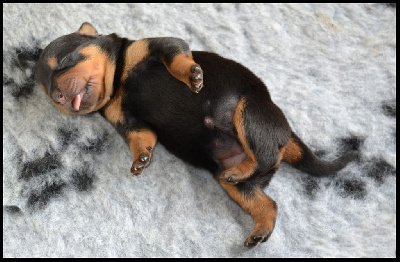 CHIOT