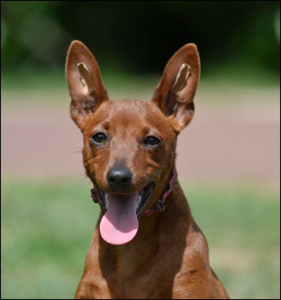 Medal of Honor - Chiots disponibles - Pinscher nain